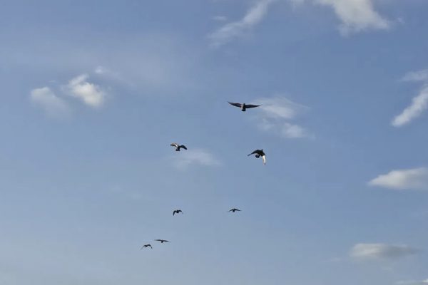 13 марта солнце порадует астраханцев приятной погодой