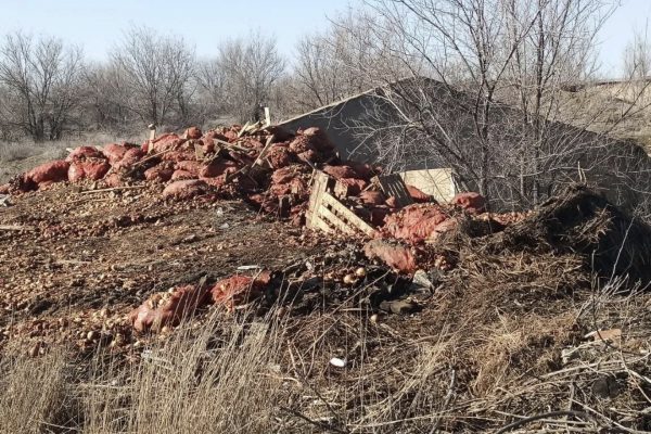 На севере Астраханской области образовалась огромная свалка из лука