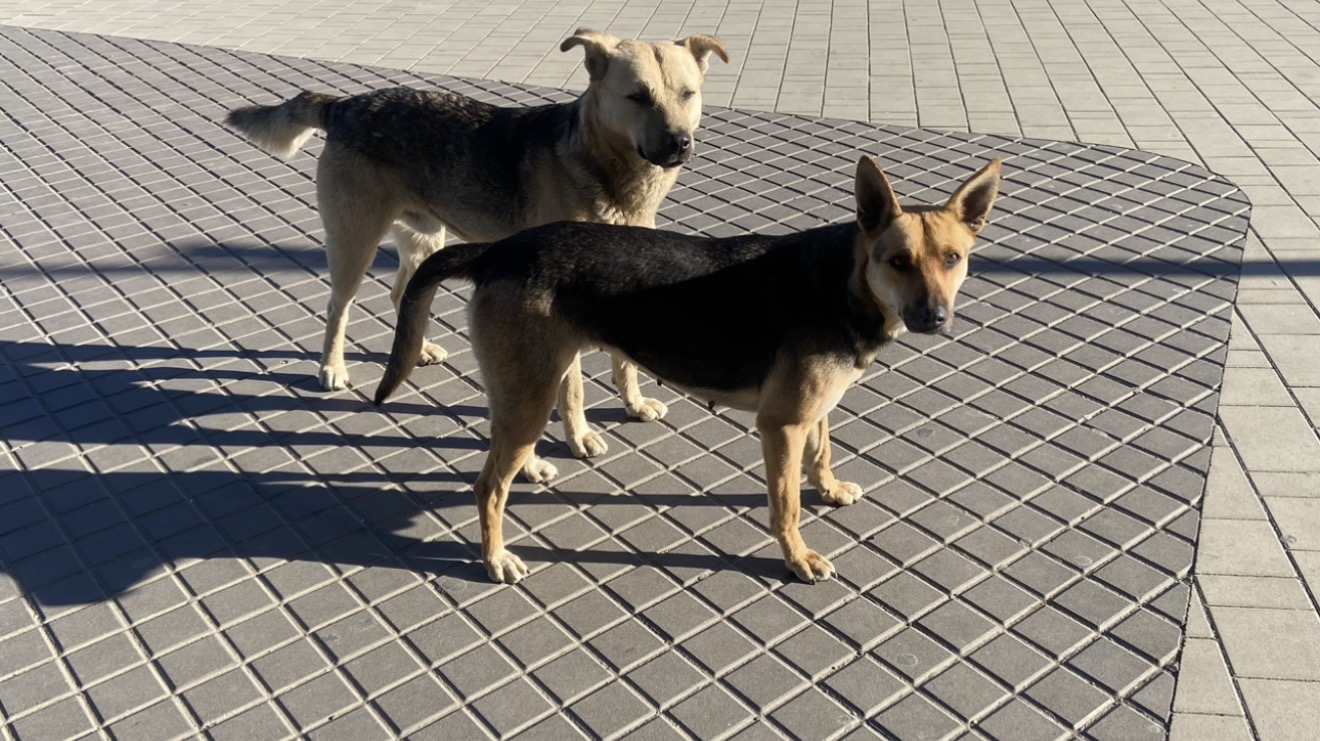 В Астрахани и Приволжском районе продлили режим экстраординарной ситуации