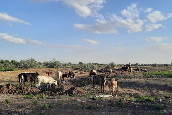 В астраханских селах вводят единые правила выпаса скота - PRO Астрахань