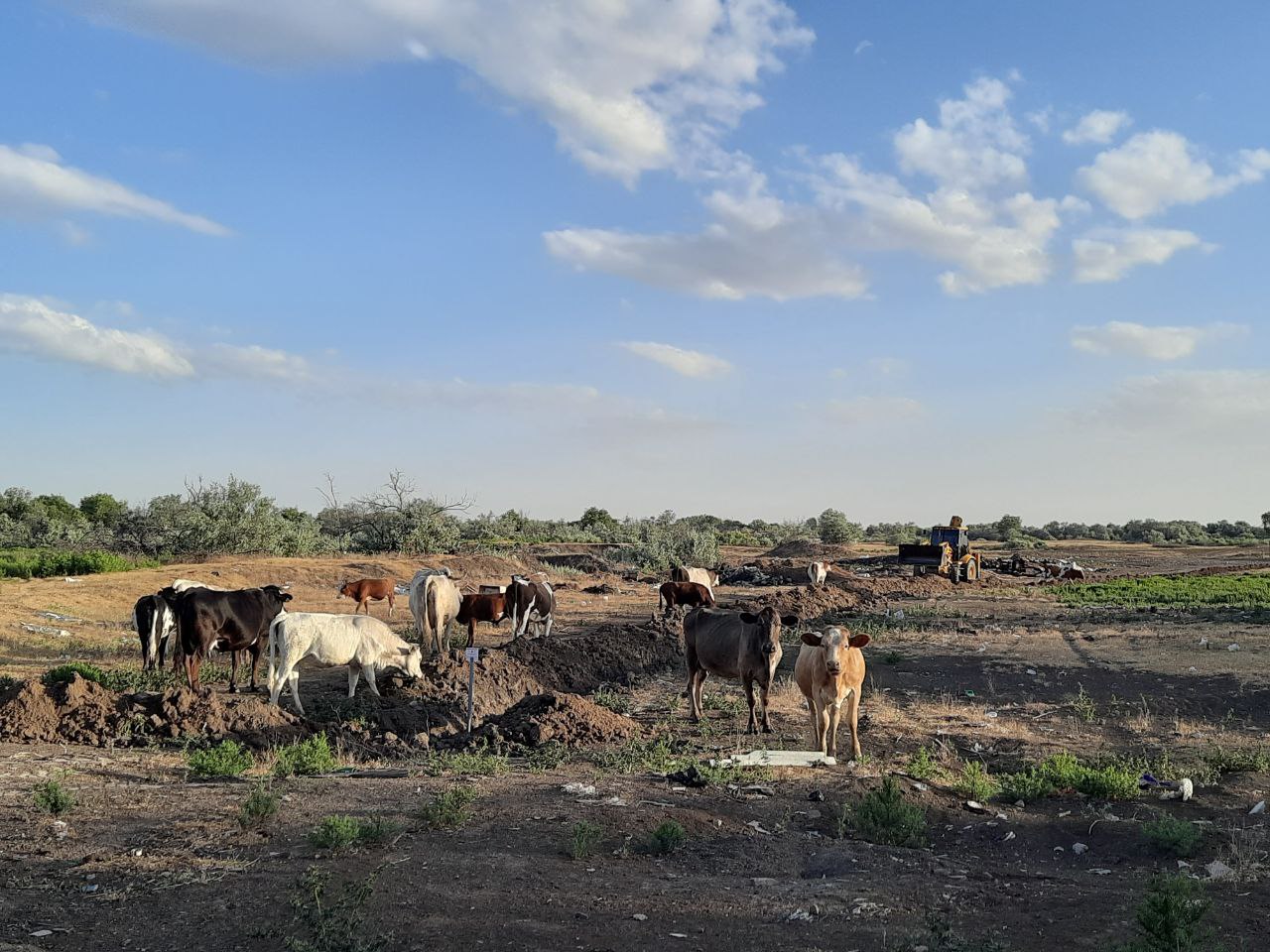 В астраханских селах вводят единые правила выпаса скота - PRO Астрахань