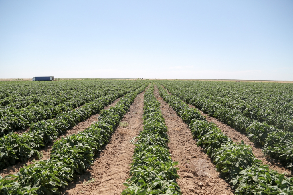 Администрация Икрянинского района игнорирует и фермеров, и журналистов | АРБУЗ