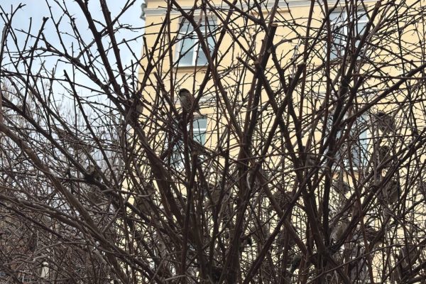 От -5 до +10: астраханцев ждут погодные качели на второй неделе марта - PRO Астрахань