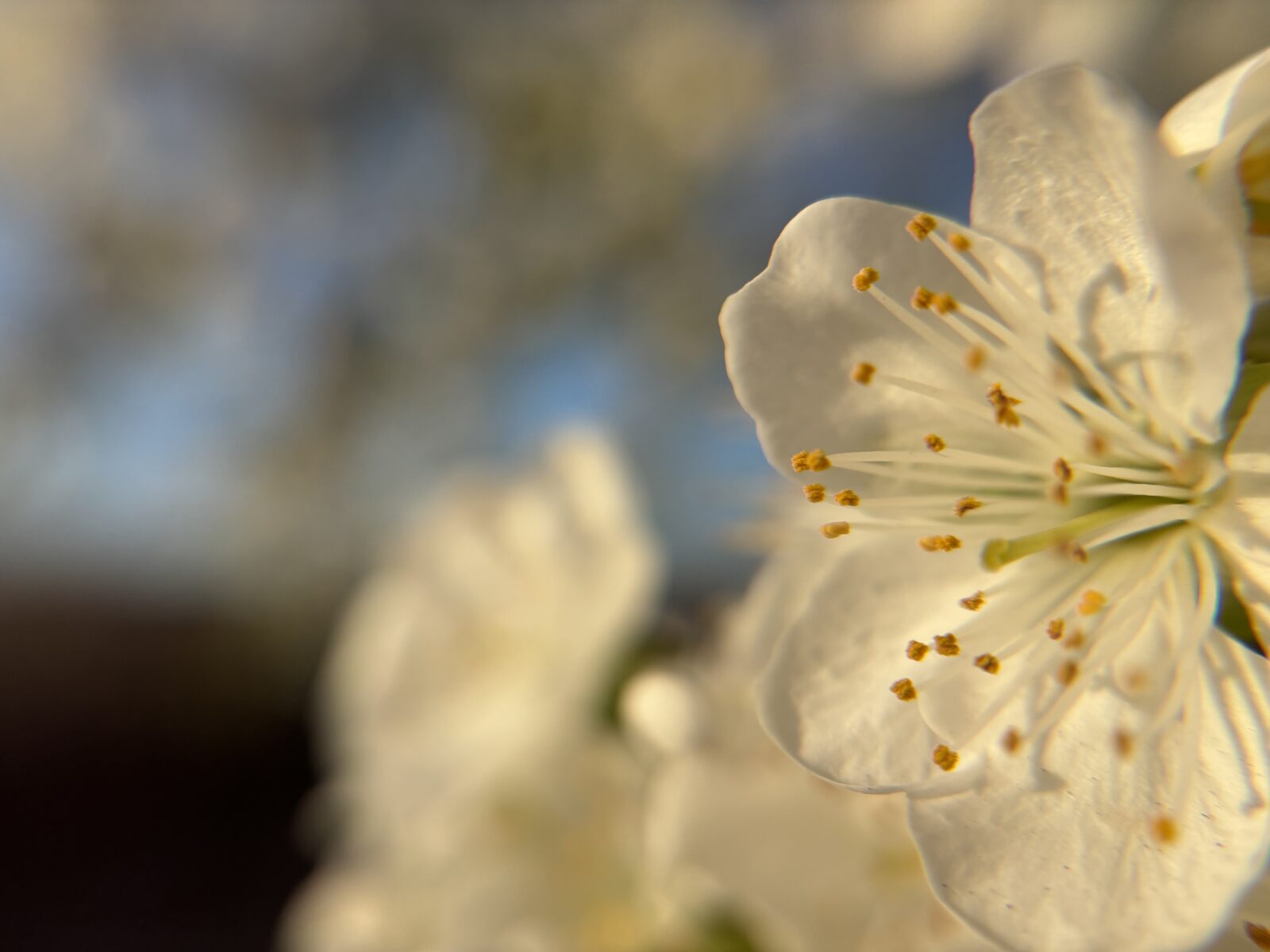 Март встречает последнюю неделю почти летним теплом: астраханцев ждут +21 и дожди - PRO Астрахань
