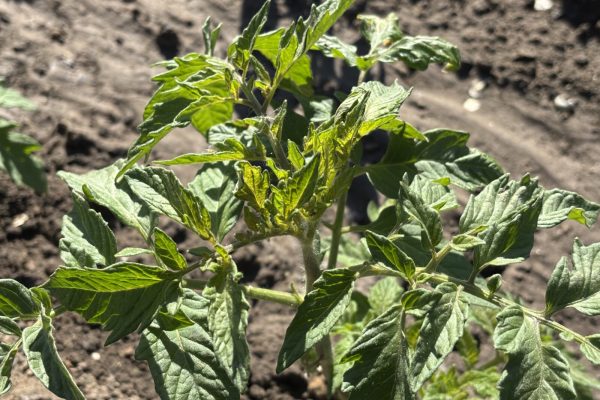 Сезон открыт: чем заняться на приусадебном участке астраханцам ранней весной - PRO Астрахань