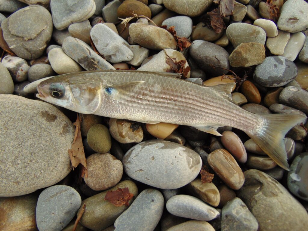 Нерест под защитой: в портах Новороссийска временно закрыли лов кефалевых