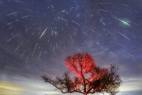 «Какие-то нелюди»: в Астраханской области уничтожили знаменитое дерево, под которым снимали звезды - PRO Астрахань