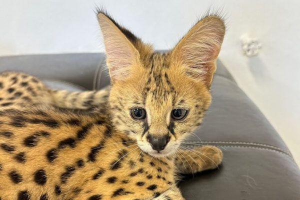 Маскарад не прошел: в Сочи осудили жительницу Севастополя за попытку вывезти в Мексику крашеного сервала