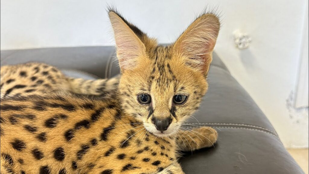 Маскарад не прошел: в Сочи осудили жительницу Севастополя за попытку вывезти в Мексику крашеного сервала