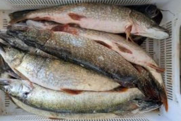 Как проходит весенняя путина в Дагестане и Калмыкии 