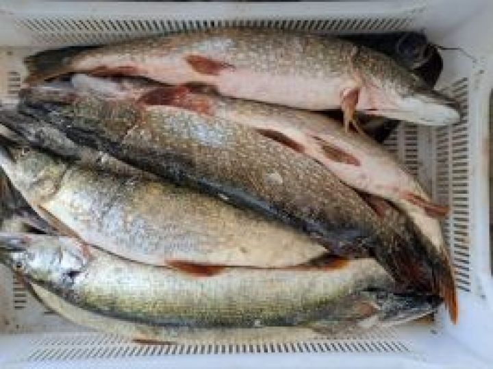 Как проходит весенняя путина в Дагестане и Калмыкии 