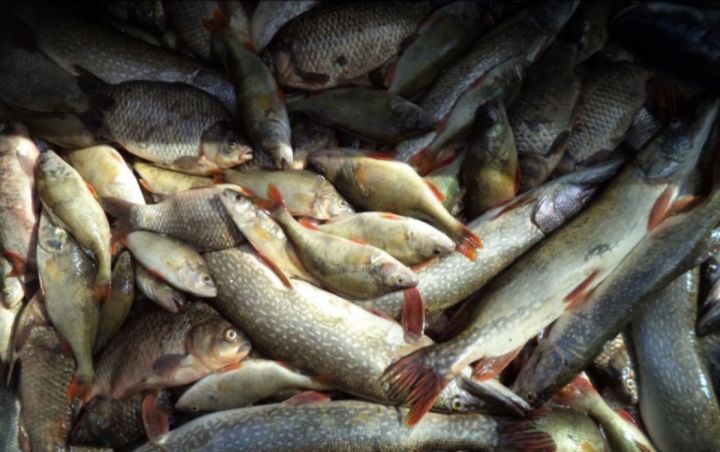 Массовая рыбалка началась: какой рыбы больше всего в Астраханской области 