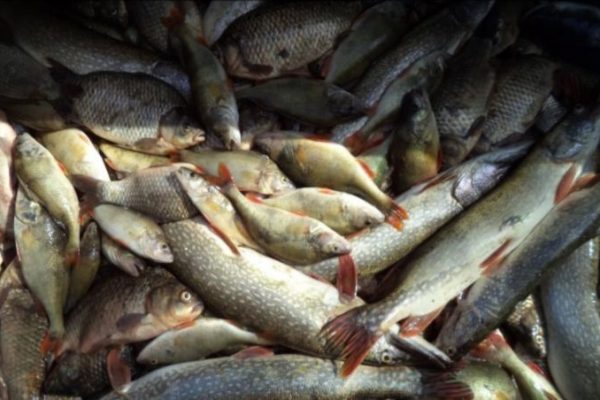 Астраханской рыбы становится нереально много 