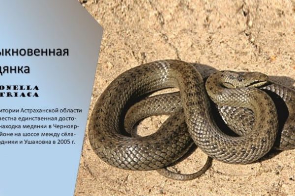 Редкую змею встретили между астраханскими селами 