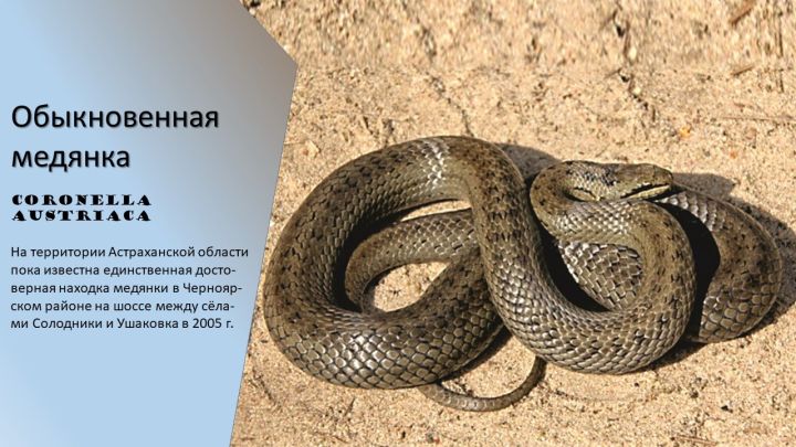 Редкую змею встретили между астраханскими селами 