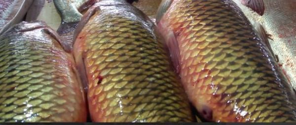 Машину, забитую сазанами и сомами, остановили в Астраханской области