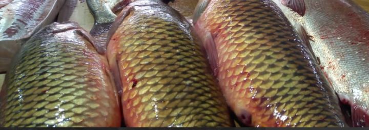 Машину, забитую сазанами и сомами, остановили в Астраханской области