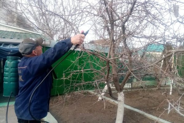 Весенний календарь опрыскиваний: как, когда и чем