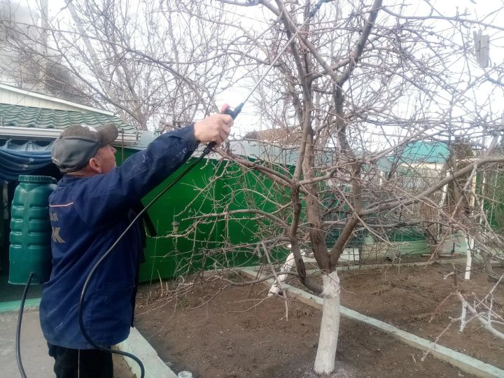 Весенний календарь опрыскиваний: как, когда и чем