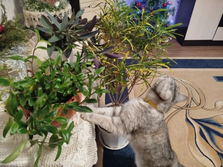 Растения тоже хотят витамины. Какие и в каком виде 