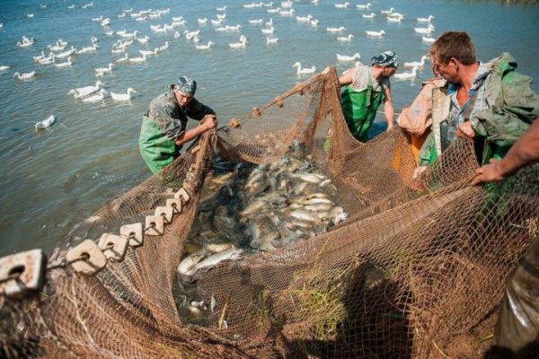 Какой рыбы больше всего ловят в разных регионах России 