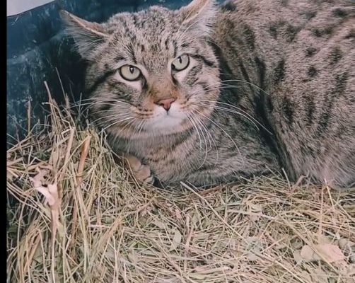 Дикая Степь вернулась в Астраханскую область 