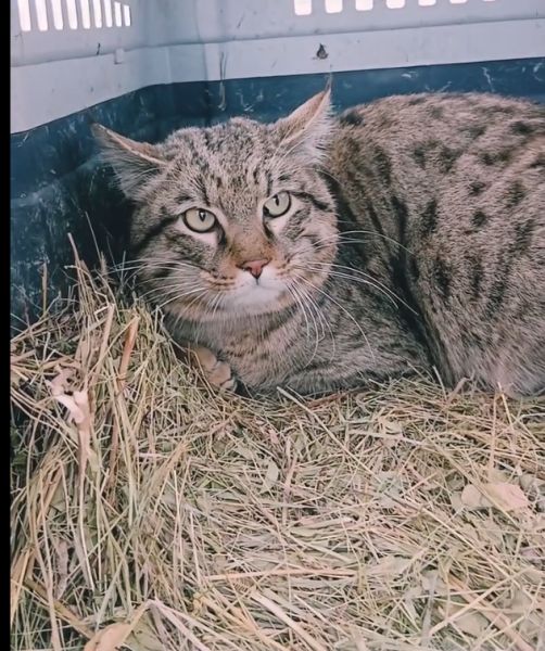 Дикая Степь вернулась в Астраханскую область 