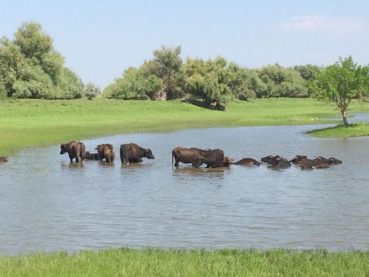 В каких регионах весеннее половодье ожидают выше нормы