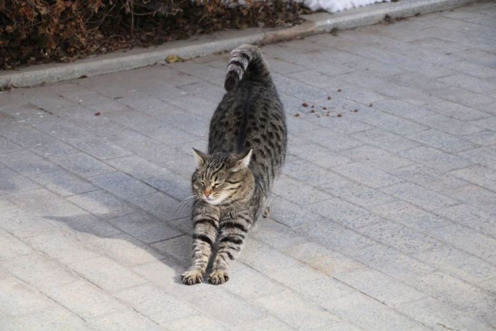 Что не так с вашим котом, портящим комнатные растения 