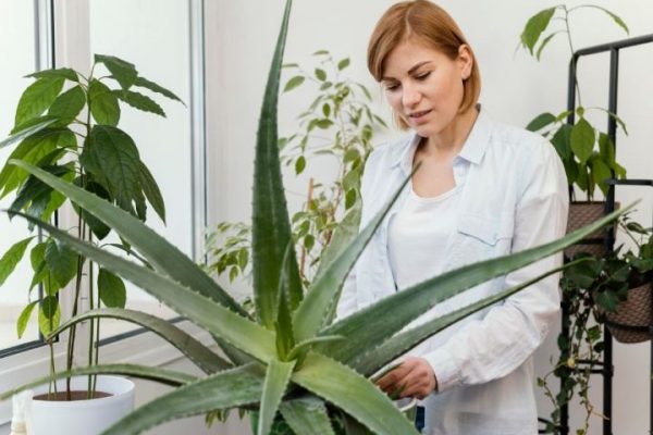 Зеленая аптека на окне. Несколько верных помощников для здоровой и красивой кожи