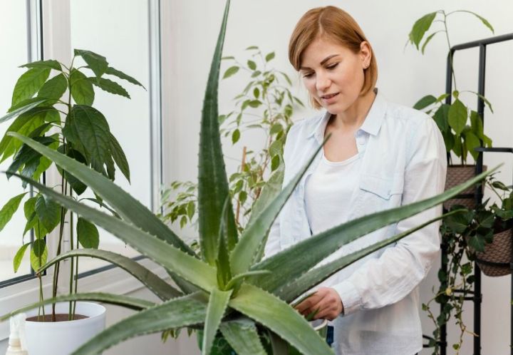 Зеленая аптека на окне. Несколько верных помощников для здоровой и красивой кожи