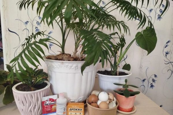 Что нужно сделать с цветами весной 