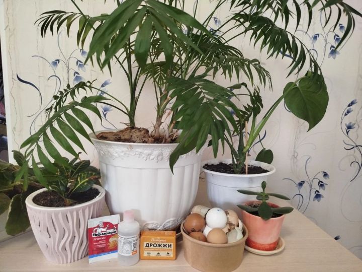 Что нужно сделать с цветами весной 