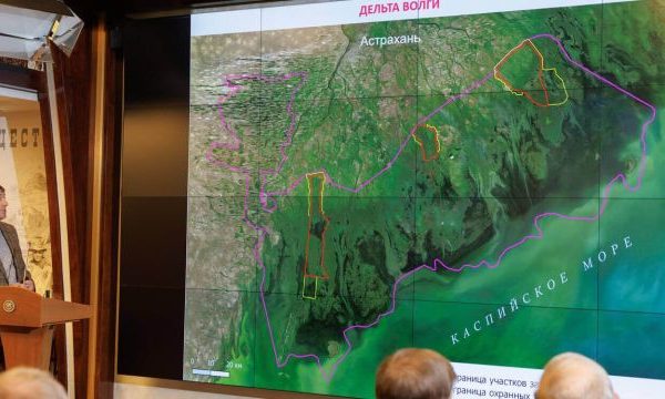 «Уходящий» Каспий губит редких птиц и многочисленных рыб