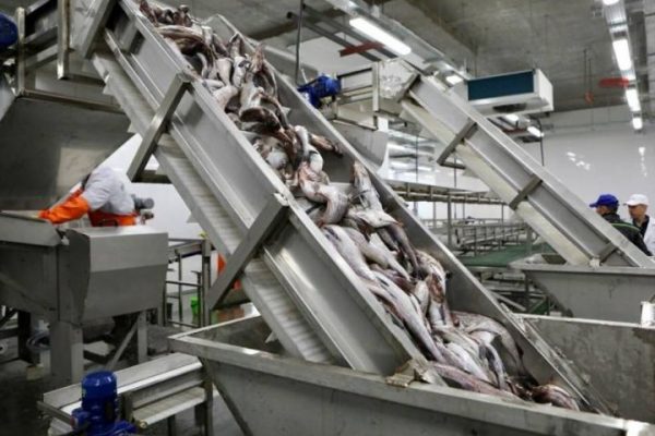 Сколько рыбы и какой больше всего ловят в Каспийском море 