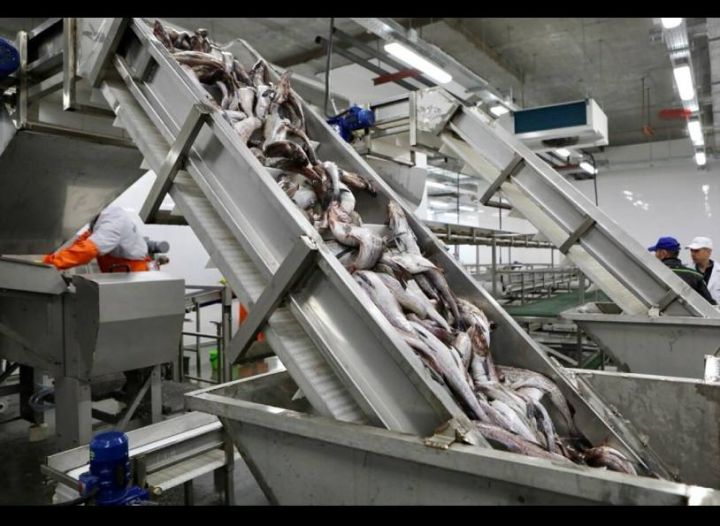 Сколько рыбы и какой больше всего ловят в Каспийском море 