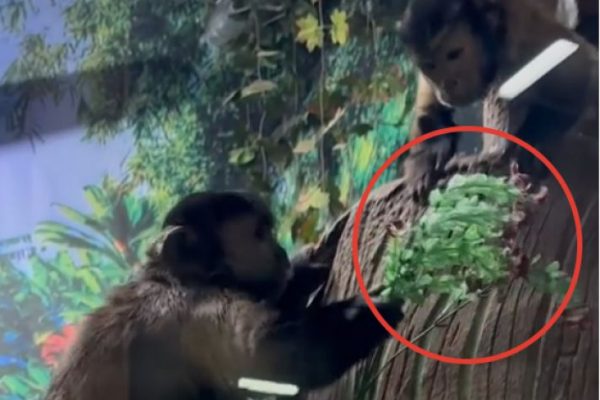 Самый необычный и милый кавалер подарил букет своей подруге на 8 Марта в Астрахани