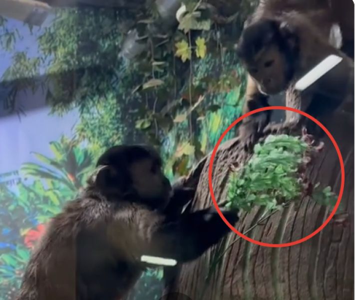 Самый необычный и милый кавалер подарил букет своей подруге на 8 Марта в Астрахани