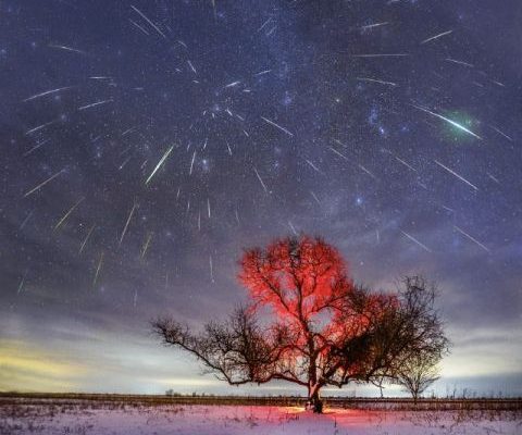 Астрономическое дерево исчезло под Астраханью 