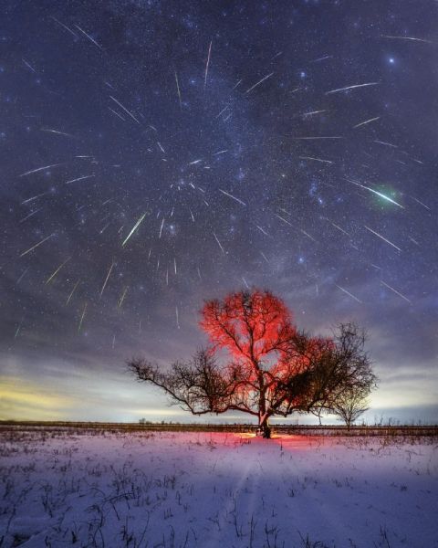 Астрономическое дерево исчезло под Астраханью 