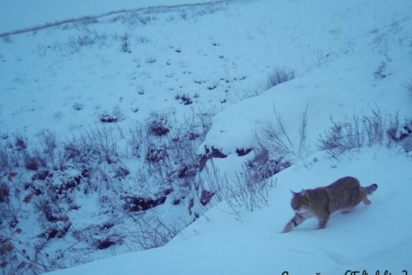 Коты начали вести себе необычно в Астраханской области 