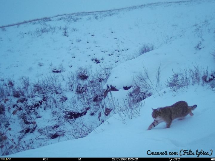 Коты начали вести себе необычно в Астраханской области 