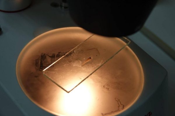 Новая рыба стремительно захватывает дельту Волги. Что с ней не так 