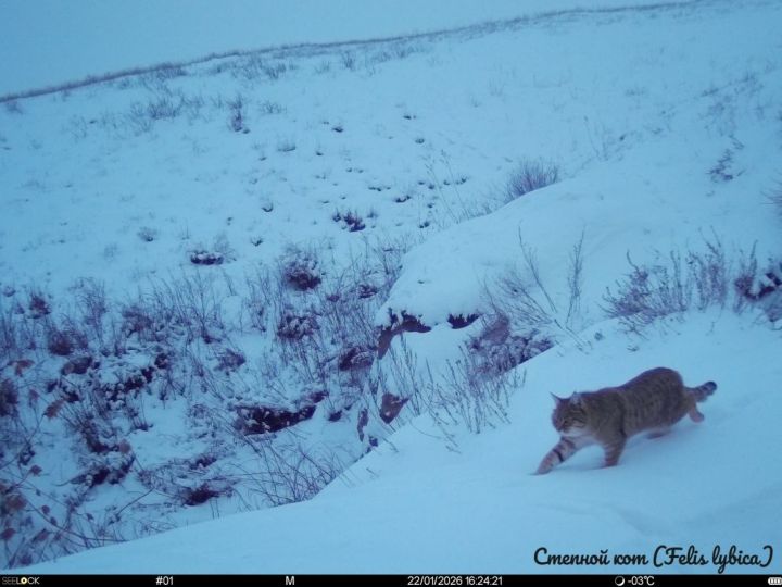Атаки собак, резкий рост зарплат и коты. Резонансные новости 9 марта