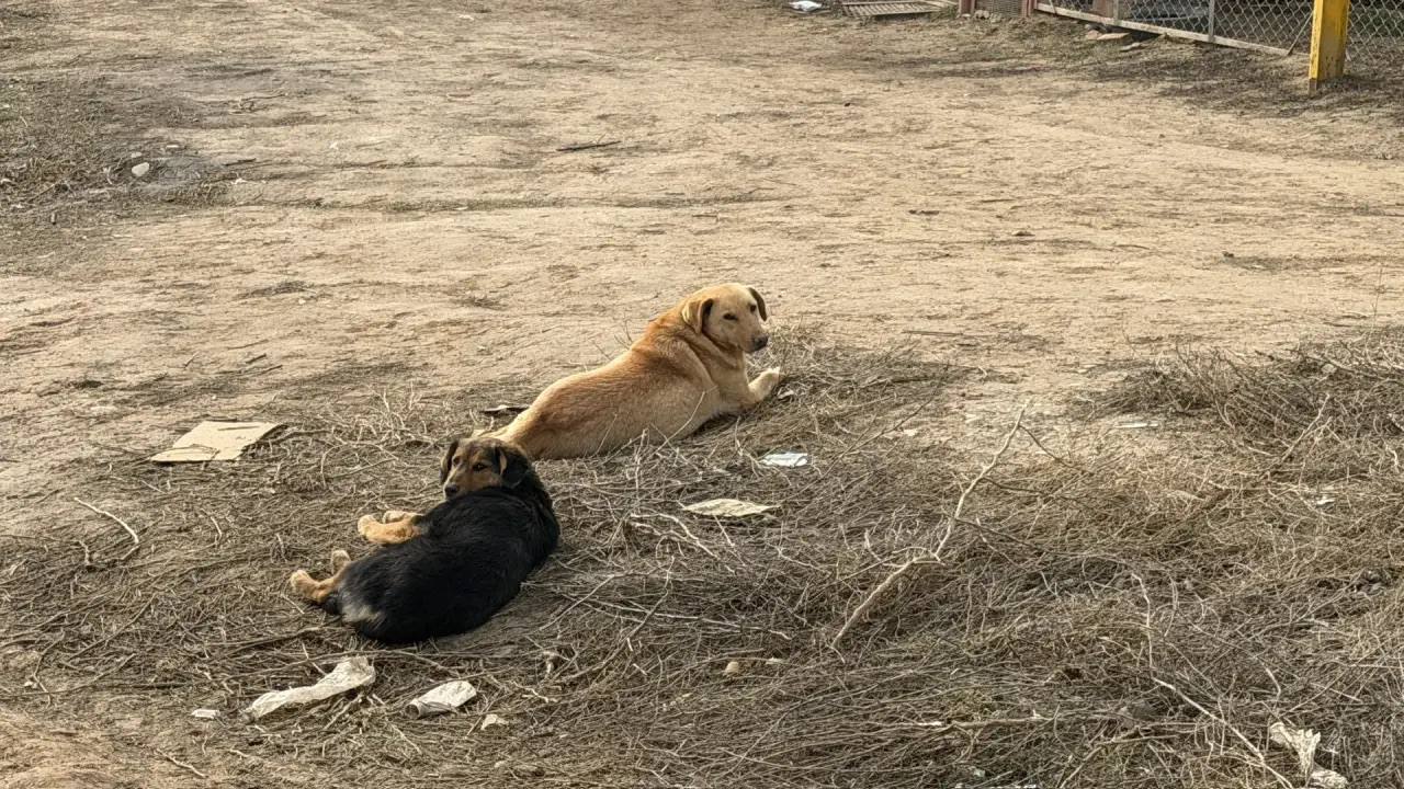 В Астрахани собаки, устроившие логово в сгоревшем доме, напали на маленькую девочку | АРБУЗ