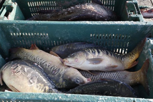 В каком районе Астраханской области за год вырастили более 9 тыс. тонн рыбы | АРБУЗ