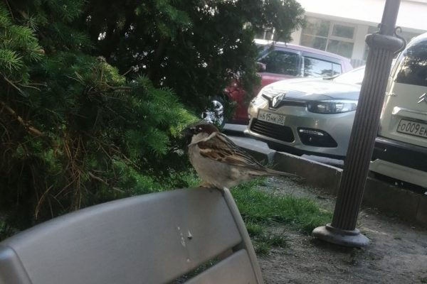 В Астрахани провели перепись воробьев | АРБУЗ