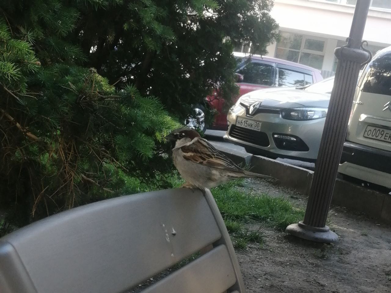 В Астрахани провели перепись воробьев | АРБУЗ