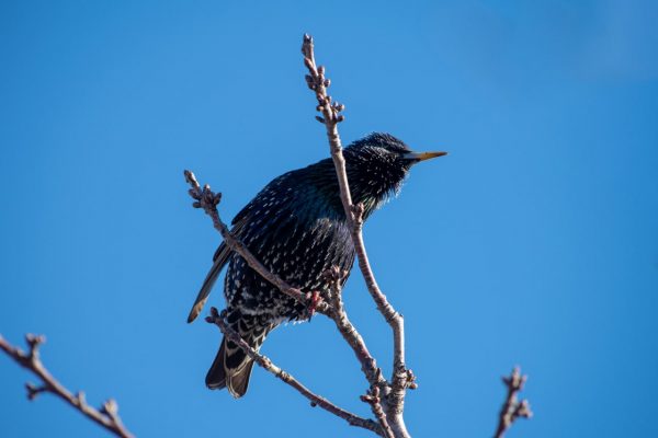 В Астраханской области заметили птиц, которые приносят настоящую весну | АРБУЗ