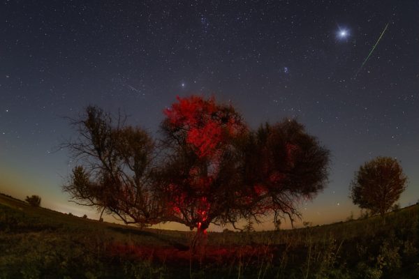 Под Астраханью вероломно спилили большое драгоценное дерево | АРБУЗ